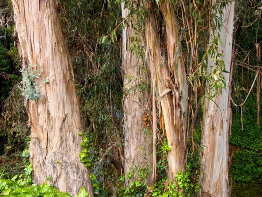 eucalyptus-wood-general-information