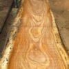 Pachyloba-Wood