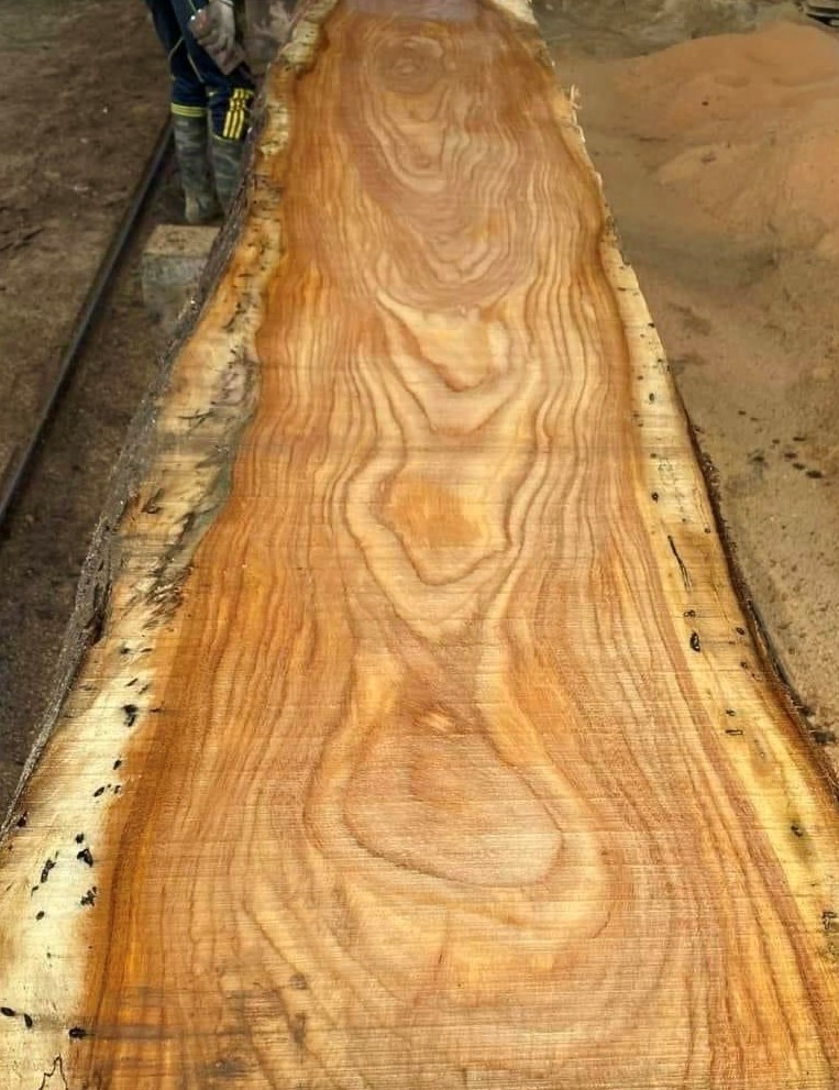 Pachyloba-Wood