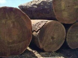 top-20-largest-timber-exporting-countries-in-the-world-12