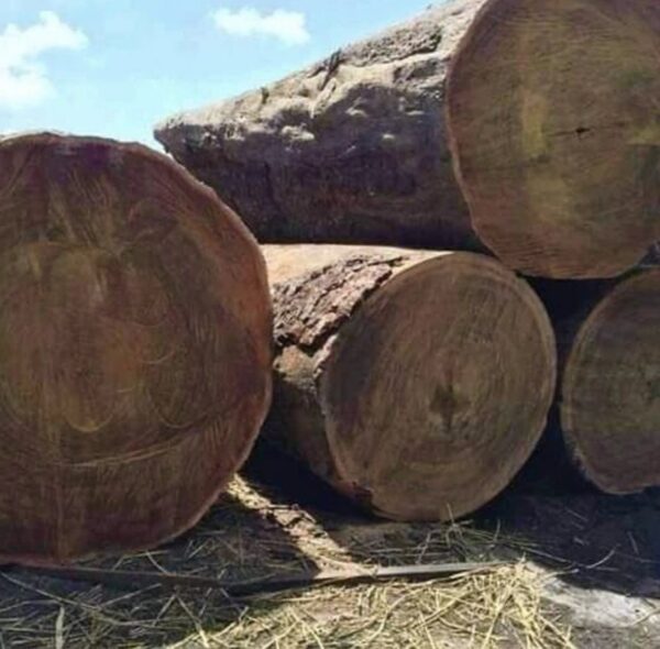 top-20-largest-timber-exporting-countries-in-the-world-12