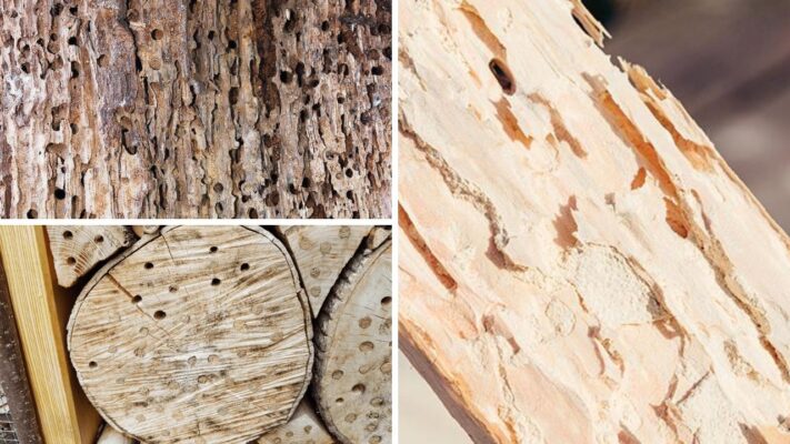 common-wood-defects