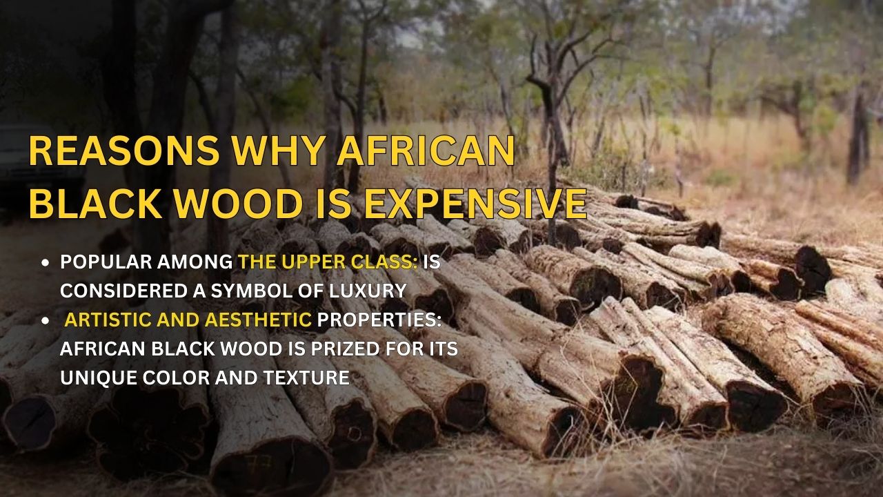 reasons-why-african-wood-expensive