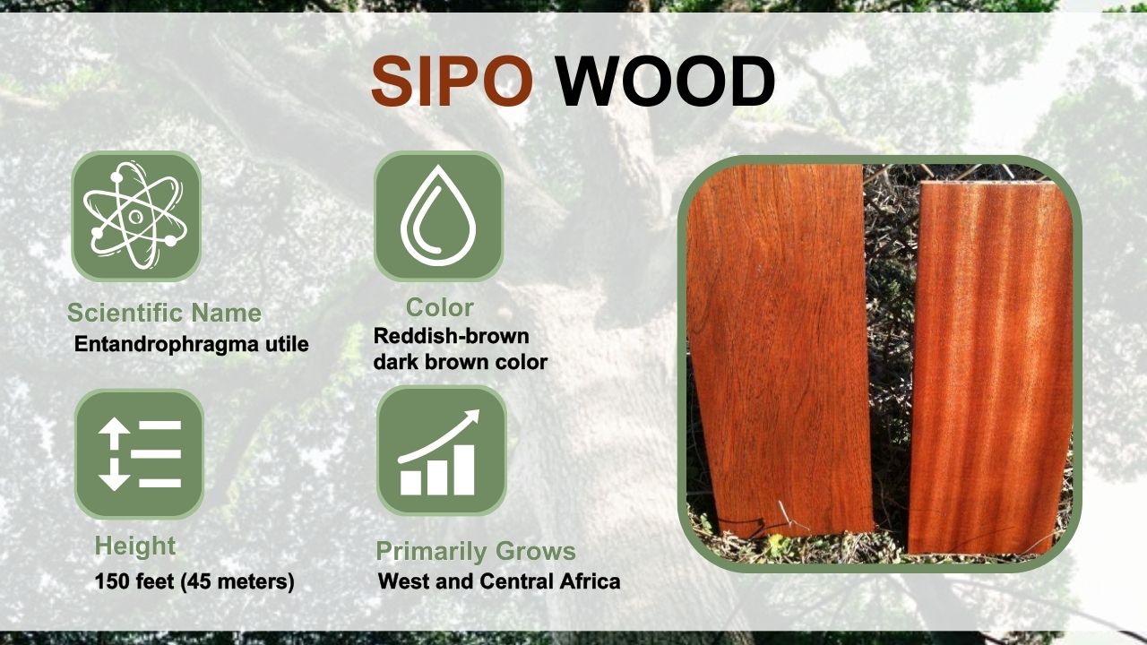 Sipo wood Properties, Characteristics & Uses