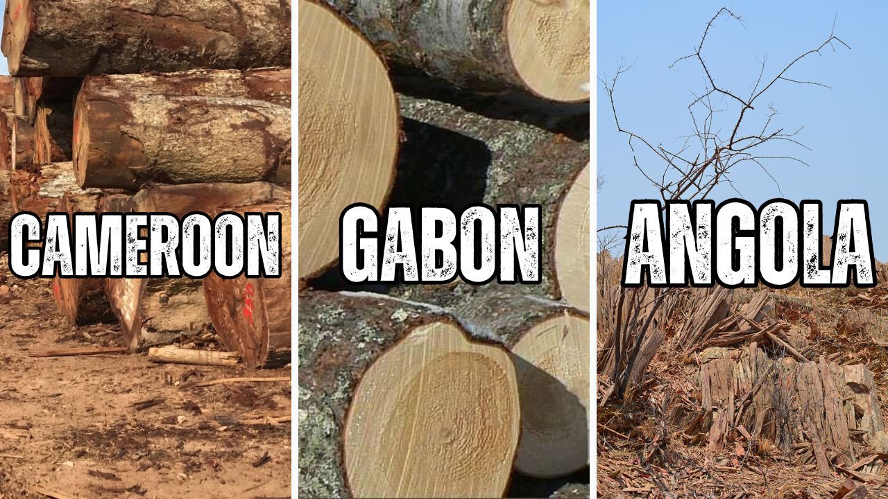 cameroon-gabon-angola