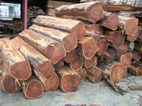 distinguishing-the-wood-quality-among-africa-countries-4