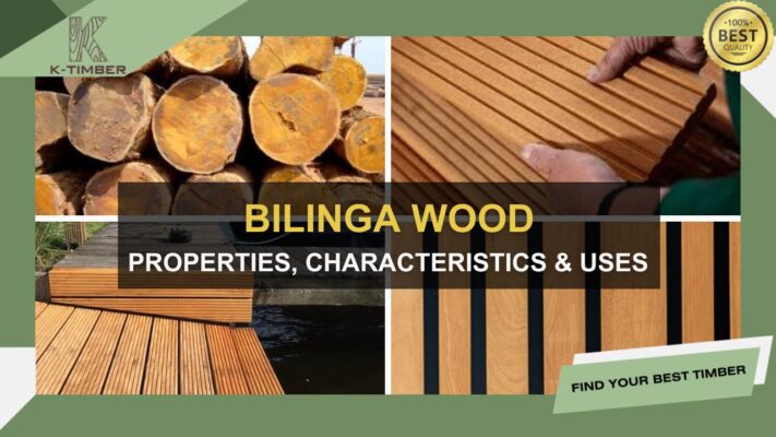 bilinga-wood-properties-characteristics-uses-1