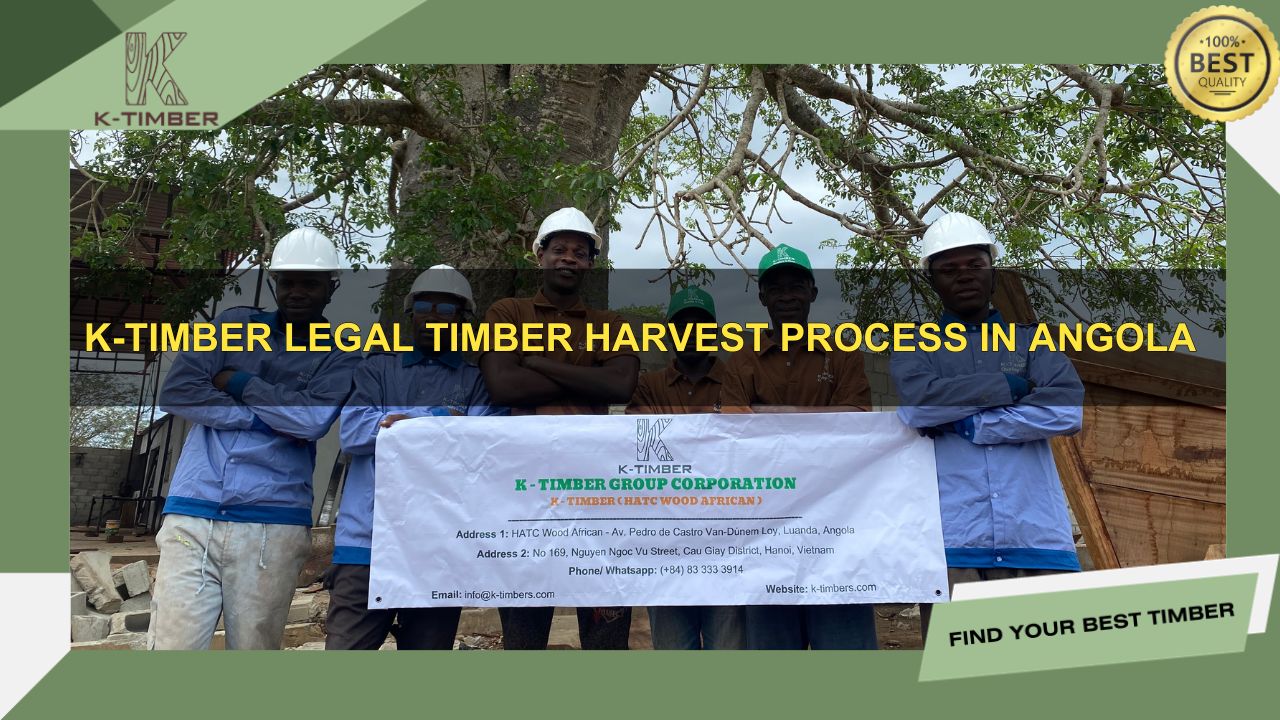 K-Timber-Legal-Timber-Harvest-Process-in-Angola