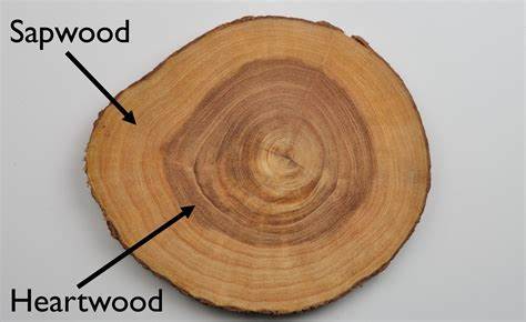 heartwood-vs-sapwood-know-the-important-differences-1