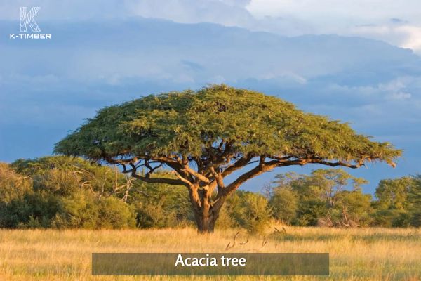 acacia-wood-properties-characteristics-uses-1