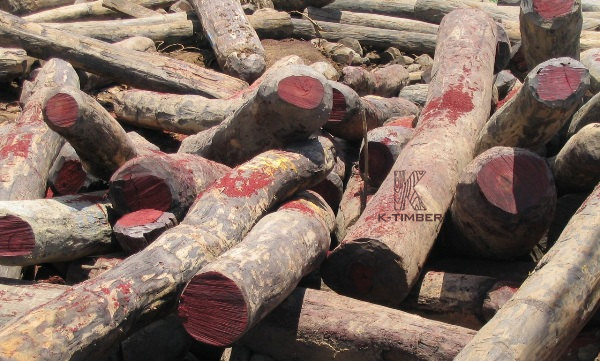 The reality of illegal logging in Africa