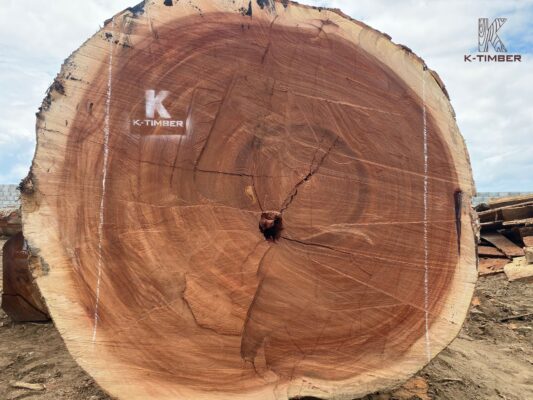 Trees are felled from K-Timber's licensed logging area.